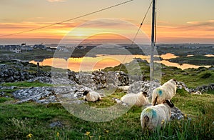 Ireland Sunset with sheep