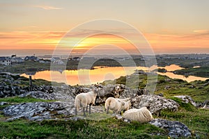 Ireland Sunset with sheep photo