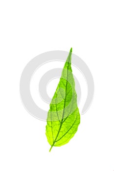 Iresine herbstii Hook. white background in studioClinacanthus nutans Close up