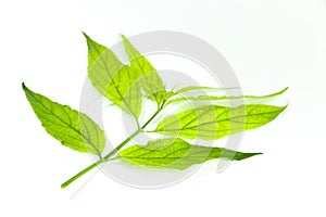 Iresine herbstii Hook. white background in studioClinacanthus nutans Close up