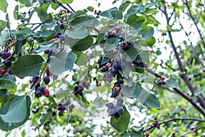 Irga Amelanchier is genus of plants of tribe apple Maleae of pink family Rosaceae, deciduous shrub or small tree. Ripe berry
