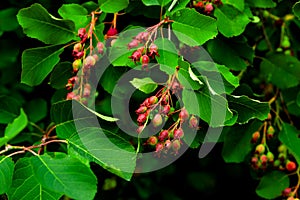 Irga berries Amelanchier ripening on branch on green leaves natural background in summer garden.