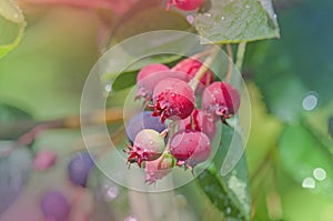 Irga berries on the branches