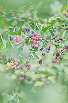 Irga berries on the branches