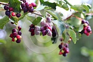 Irga is a genus of plants in the family Rosaceae deciduous shrub.