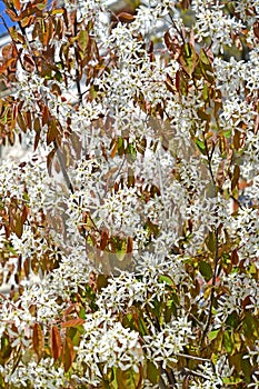 Irga inflorescences of Canadian Amelanchier canadensis L. Medik.. Background