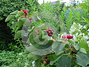 Irga - ripe and unripe berries close up