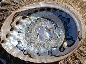 Iridescent abalone shell interior close-up with nacre patterns