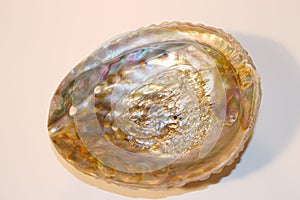 Iridescent Abalone Shell photo