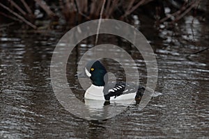 Iridescent Barrow`s Goldeneye