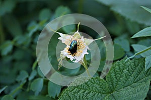 Iridescent Beetle on a Small White Flower