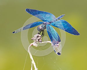 Iridescent blue dragonfly