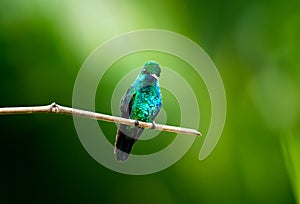 Iridescent blue hummingbird perching in a sunray.