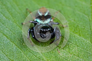An iridescent blue jumping spider