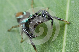 An iridescent blue jumping spider