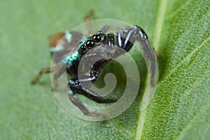 An iridescent blue jumping spider