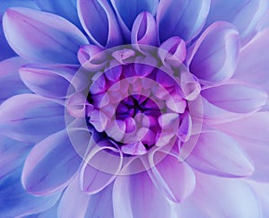 Iridescent dahlia flower blooms. Macro. pink-blue center. Closeup. beautiful dahlia. for design.