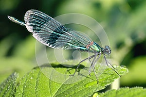 Iridescent dragonfly