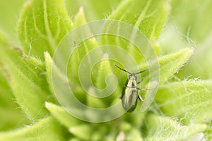 Iridescent green beetle on green