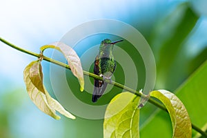 Iridescent green hummingbird perching on a small branch photo