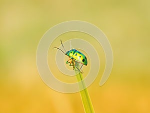 Iridescent Green Jewel Bug!