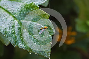 Iridescent green longlegged fly ,condylostylus longicorns resting on a fresh leaf in the garden