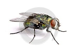 Iridescent house fly in close up