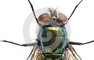 Iridescent: house fly in close up