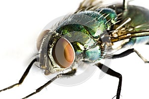 Iridescent house fly in close up