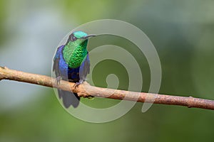 Iridescent hummingbird perched on a small branch with a downy circular background