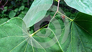 Iridescent Japanese Beetle on Leaf