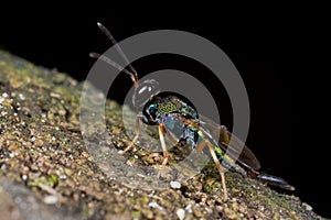 An iridescent jewel wasp on mossy tree trunk