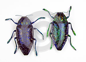 Iridescent metallic blue jewel beetles Polybothris sumptuosa gemma. Collection beetle. Buprestidae.