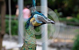 Iridescent peafowl head closeup photo. Portrait of bird in zoo. Green and blue feather of peacock. Cute bird close-up