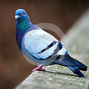 Iridescent pigeon, blue, green, purple feathers looking directly at the photographer.