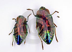 Iridescent rainbow color jewel beetle Polybothris quadricollis isolated on white. Beetles lie upside down. Buprestidae.