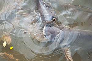 Iridescent shark Fish or Sawai fish