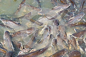 Groups of fish in the river in front of temple in Thailand.