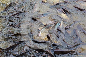 The iridescent shark Pangasianodon hypophthalmus