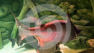 Iridescent shark, Pangasianodon hypophthalmus, swimming in an Aquarium