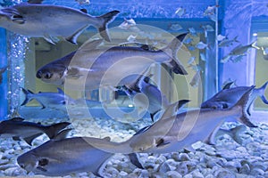 Iridescent shark, Striped catfish in fish tank