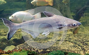 Iridescent shark swimming in pond