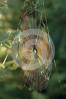 Iridescent Spiderweb