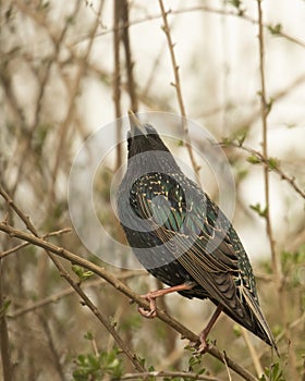 Iridescent Starling, Sturnus vulgaris, perched on a branch