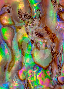 Iridescent surface texture of abalone shell macro shot