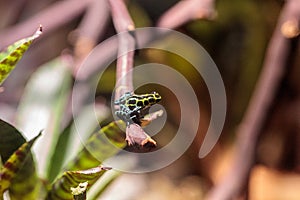 Iridescent variable poison dart frog Ranitomeya variabilis