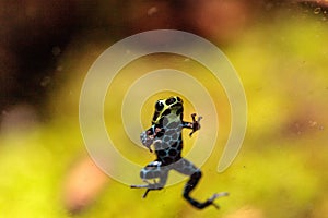 Iridescent variable poison dart frog Ranitomeya variabilis