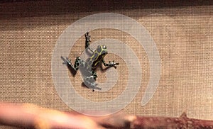 Iridescent variable poison dart frog Ranitomeya variabilis