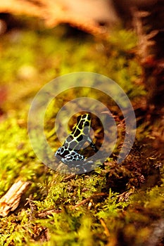 Iridescent variable poison dart frog Ranitomeya variabilis