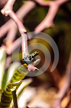 Iridescent variable poison dart frog Ranitomeya variabilis